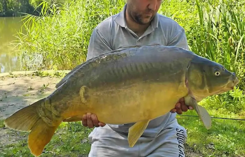 Les Quis Fish Gallery